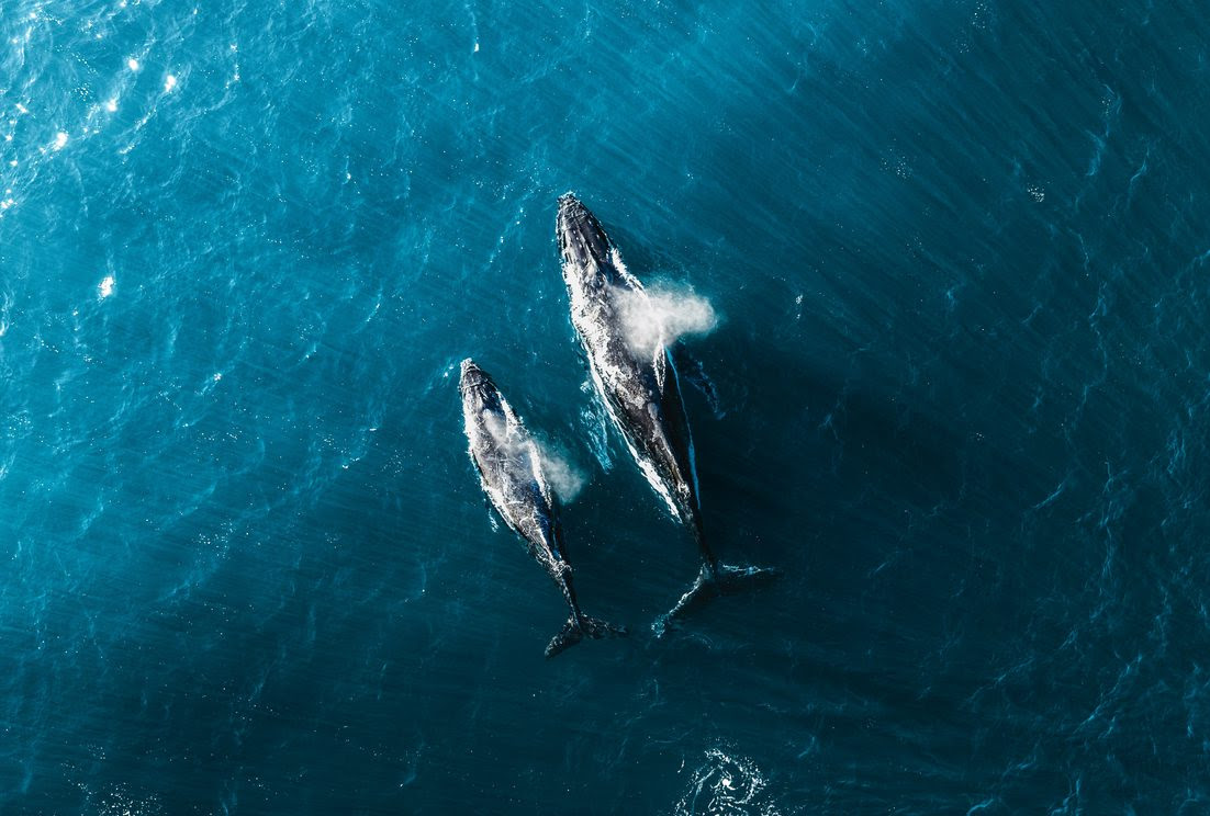 World Sailing Releases Marine Megafauna Guidelines